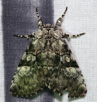 Charadra deridens