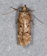 Chionodes thoraceochrella