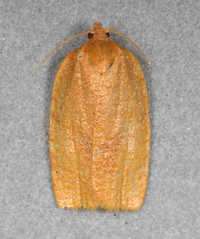 Choristoneura obsoletana