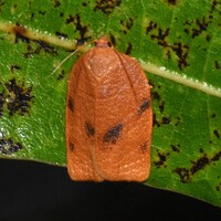 Choristoneura obsoletana