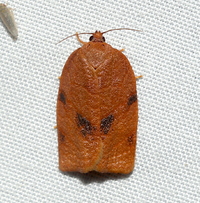 Choristoneura obsoletana