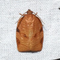 Choristoneura obsoletana
