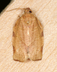 Choristoneura rosaceana