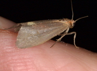 Cisthene plumbea