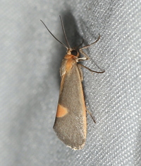Cisthene plumbea