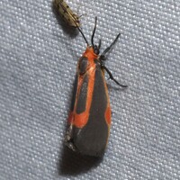 Cisthene subjecta