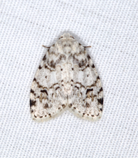Clemensia albata