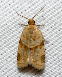 Clepsis peritana