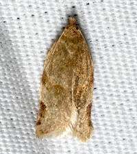 Clepsis virescana