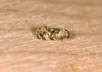 Cochylichroa hoffmanana