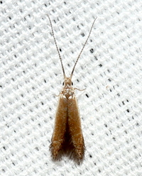 Coleophora unidentified species