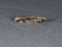 Coleotechnites florae