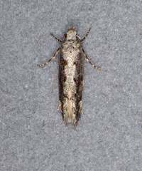 Coleotechnites florae