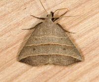 Colobochyla interpuncta