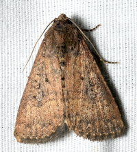Condica sutor
