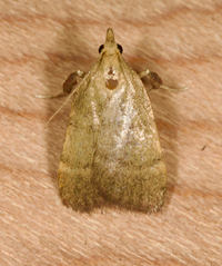 Condylolomia participialis