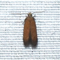 Coptotriche unidentified species