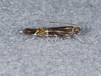 Cosmopterix pulchrimella