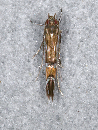 Cosmopterix pulchrimella