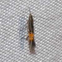 Cosmopterix unidentified species