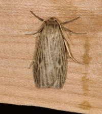 Crambidia pallida