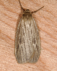 Crambidia pallida