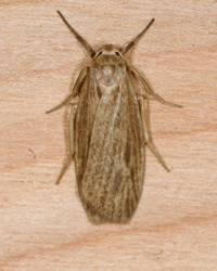 Crambidia pallida