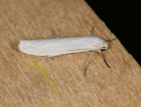 Crambidia pura