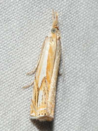 Crambus agitatellus