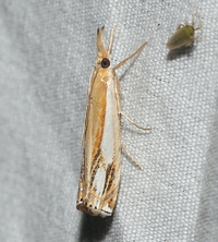 Crambus agitatellus