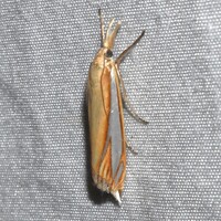 Crambus satrapellus