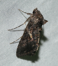 Ctenoplusia oxygramma