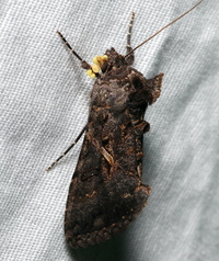 Ctenoplusia oxygramma