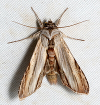 Cucullia convexipennis