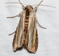 Cucullia convexipennis