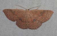Cyclophora packardi