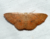 Cyclophora packardi