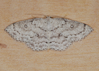 Cyclophora pendulinaria
