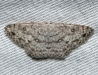 Cyclophora pendulinaria