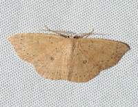 Cyclophora packardi