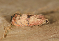 Cydia latiferreana