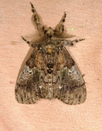 Dasychira basiflava