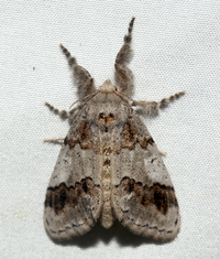 Dasychira leucophaea