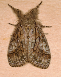 Dasychira obliquata