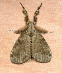 Dasychira vagans