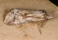 Dasylophia anguina