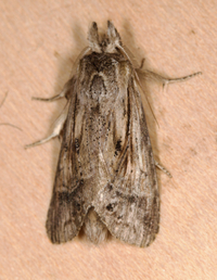 Dasylophia anguina
