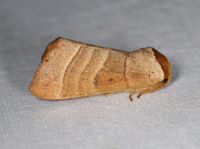 Datana contracta