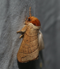 Datana contracta