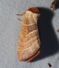 Datana contracta